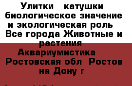 Улитки – катушки: биологическое значение и экологическая роль - Все города Животные и растения » Аквариумистика   . Ростовская обл.,Ростов-на-Дону г.